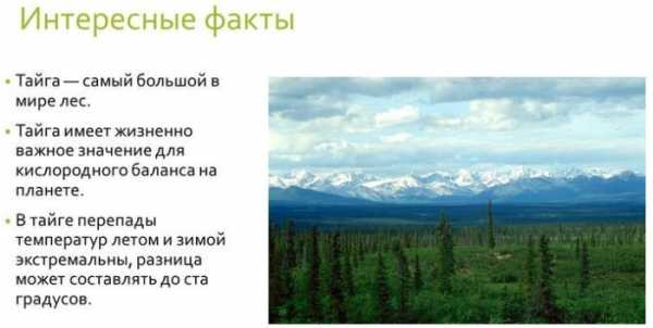 Доклад: Промышленное освоение лесных ресурсов тайги